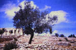 Holy Land 49